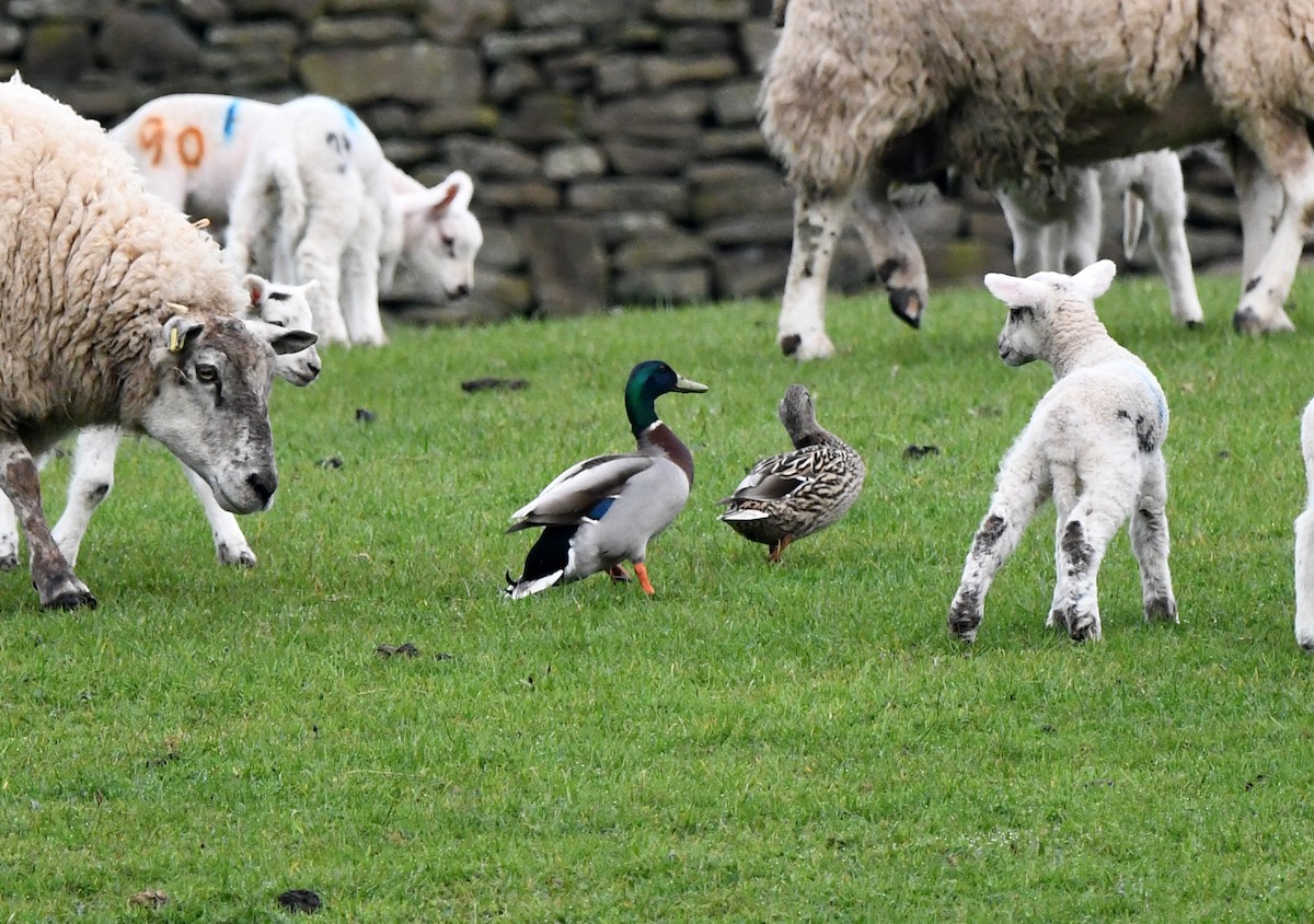 Зэрлэг нугас - ML624159138