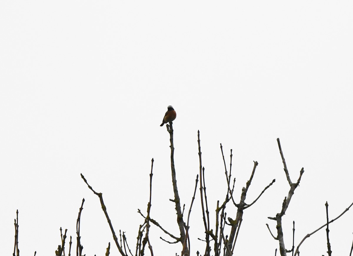Common Redstart (Common) - ML624159147