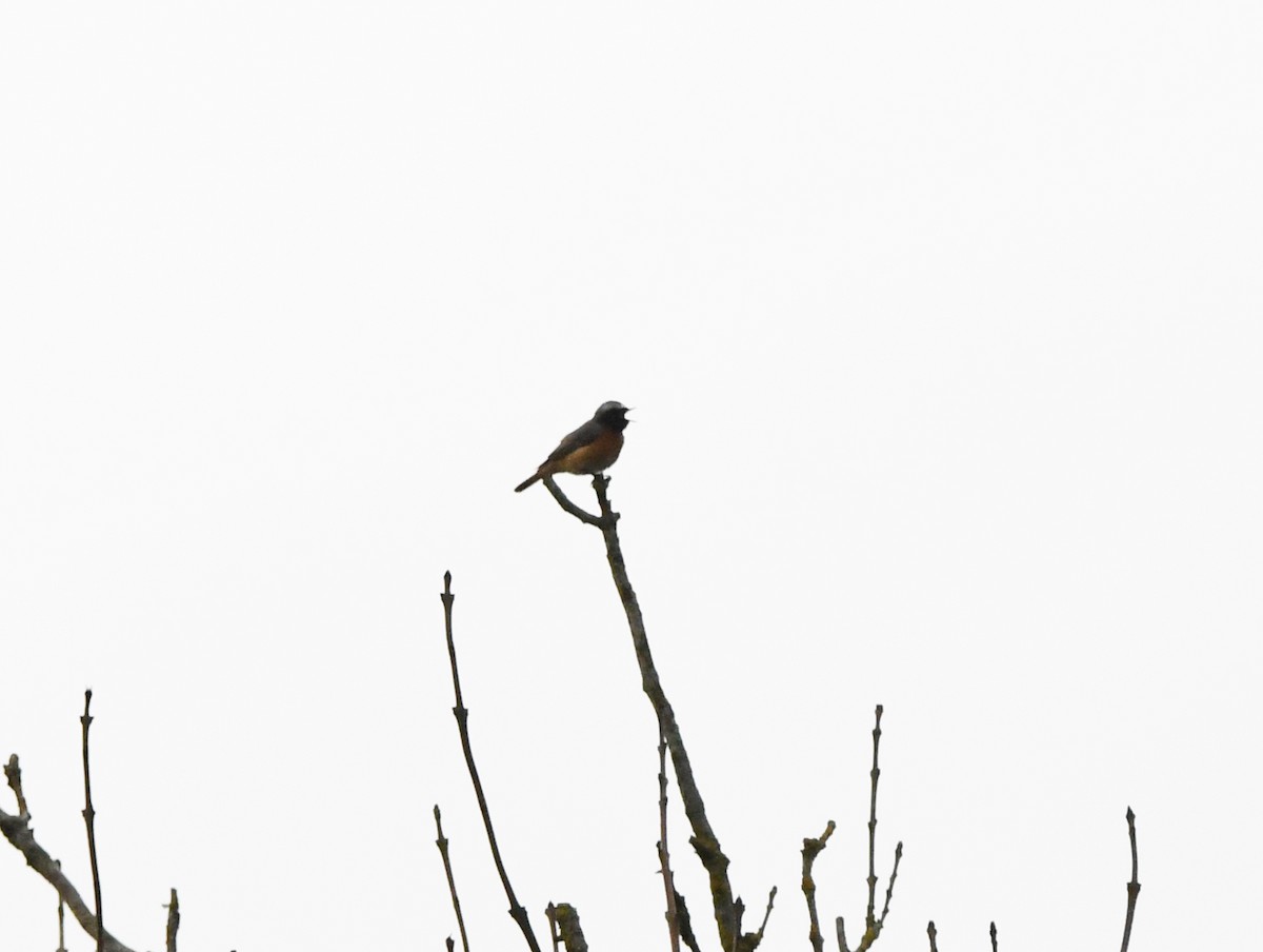 Common Redstart (Common) - ML624159151