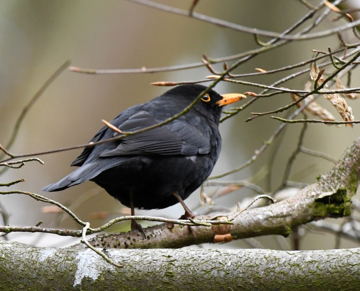 Хар хөөндэй - ML624159152