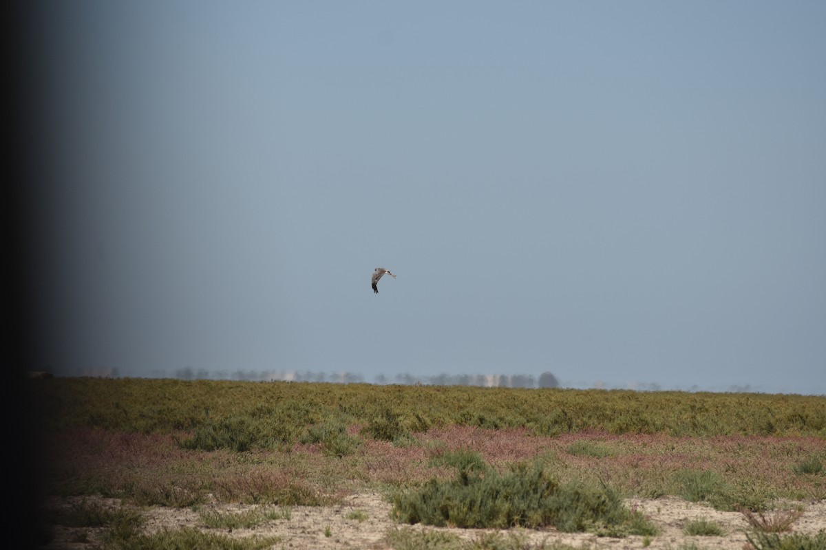 Montagu's Harrier - Beatriz Castaño