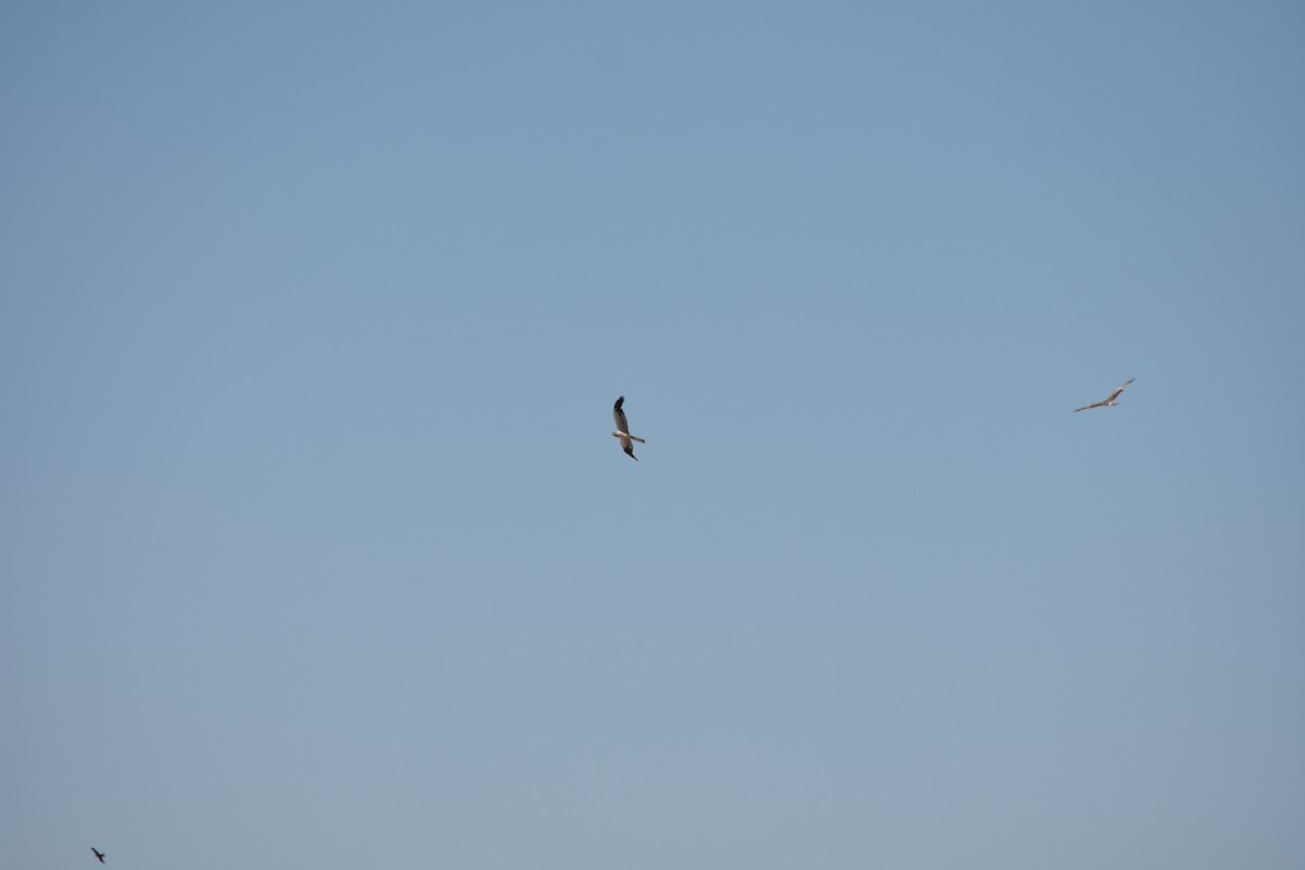 Montagu's Harrier - ML624159154