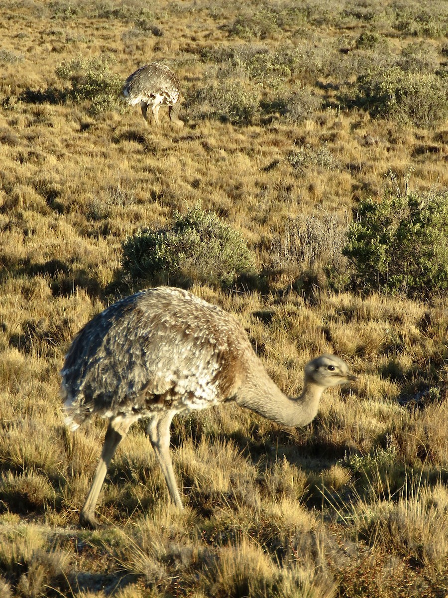 Lesser Rhea - ML624159179