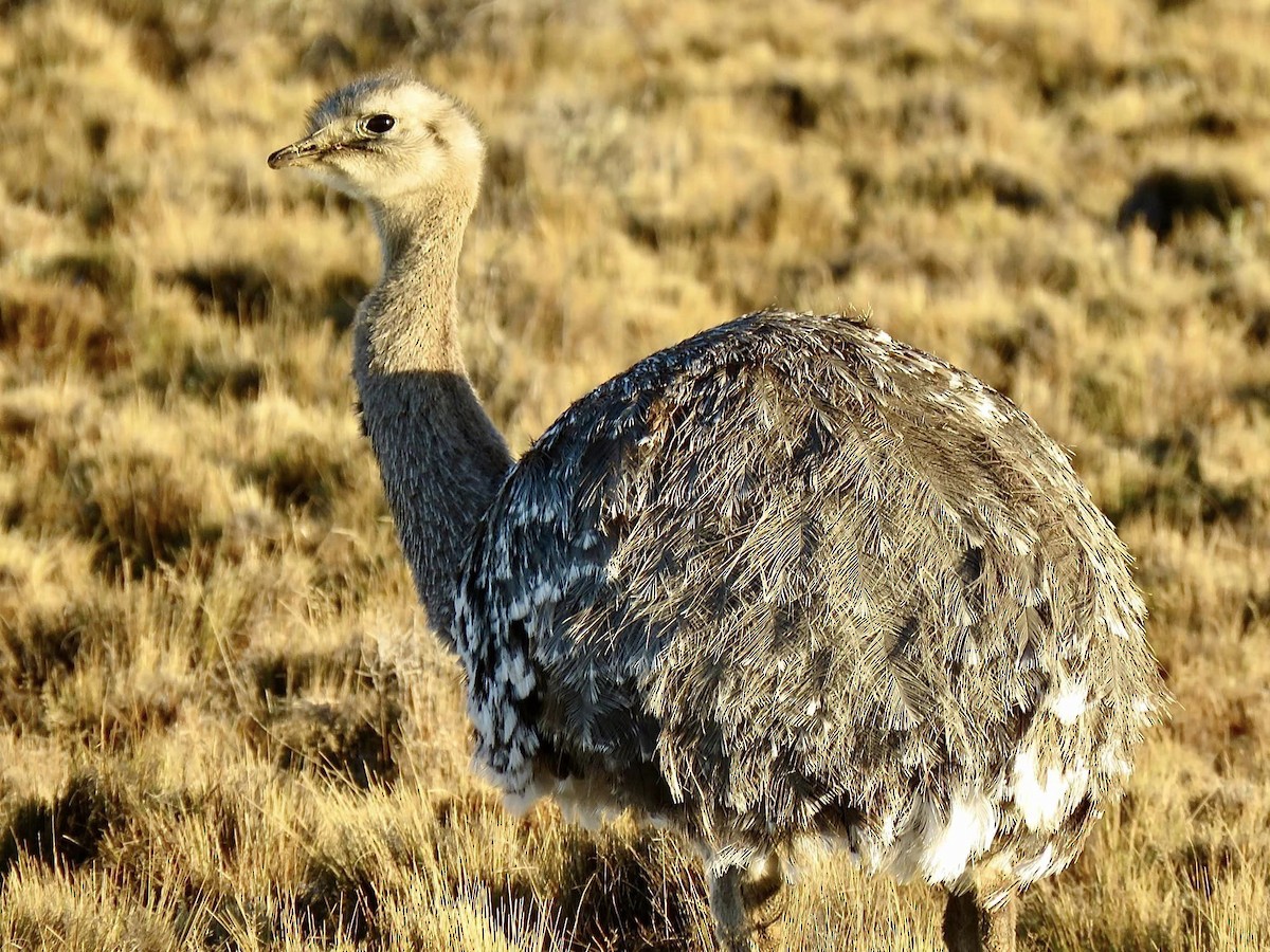 Lesser Rhea - ML624159196