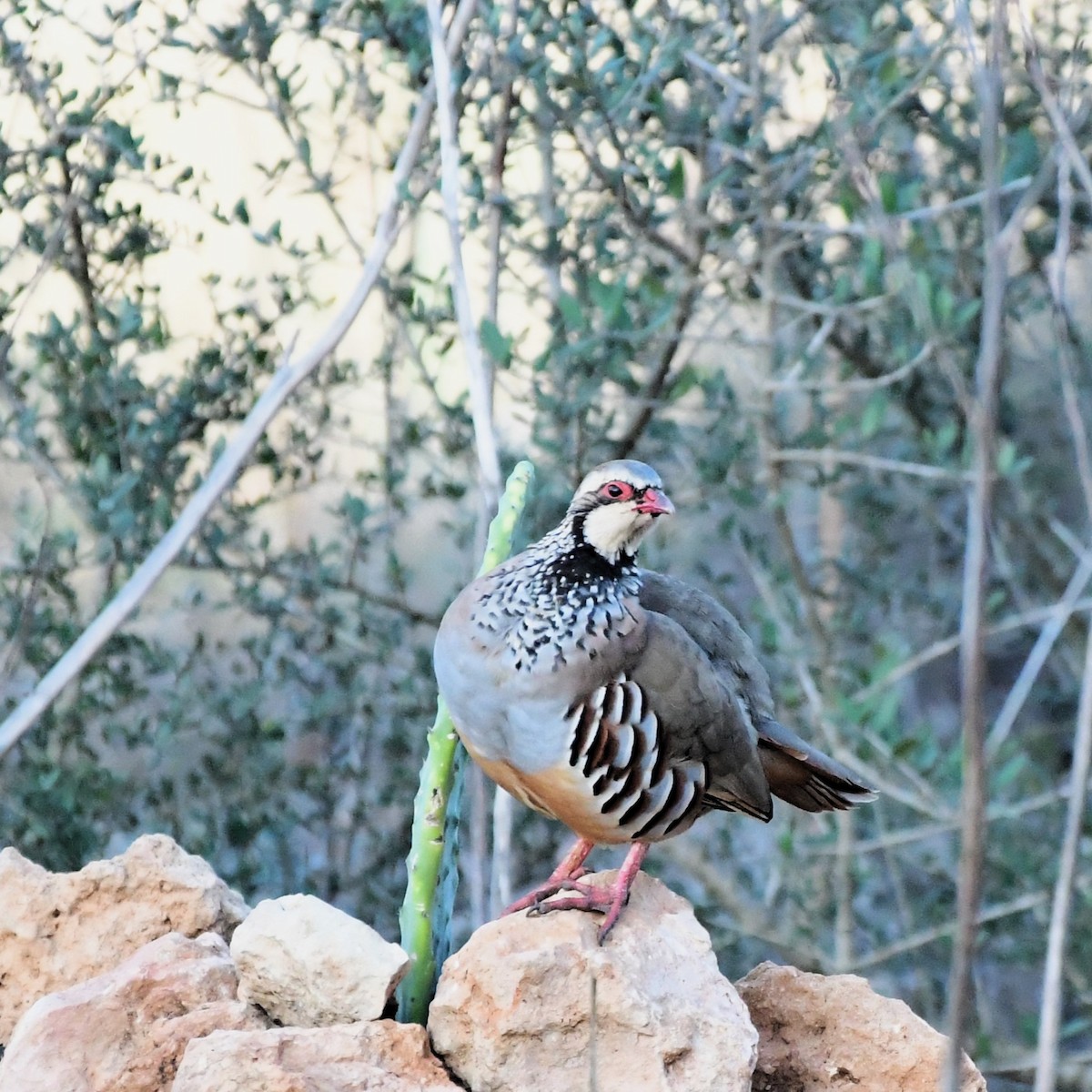 Red-legged Partridge - ML624159208