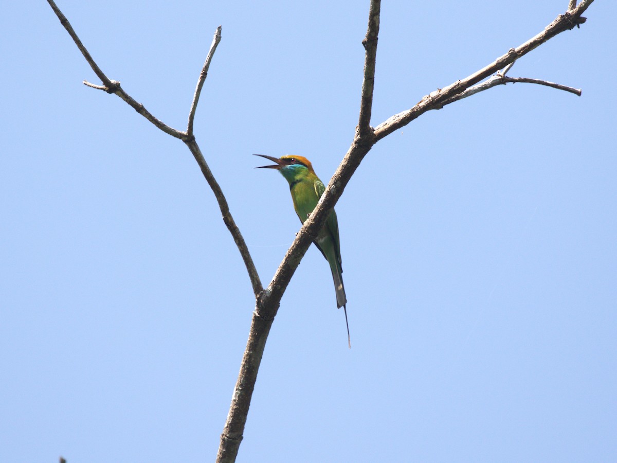 Blue-tailed Bee-eater - ML624159234