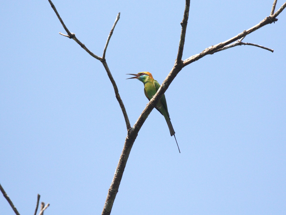 Blue-tailed Bee-eater - ML624159235