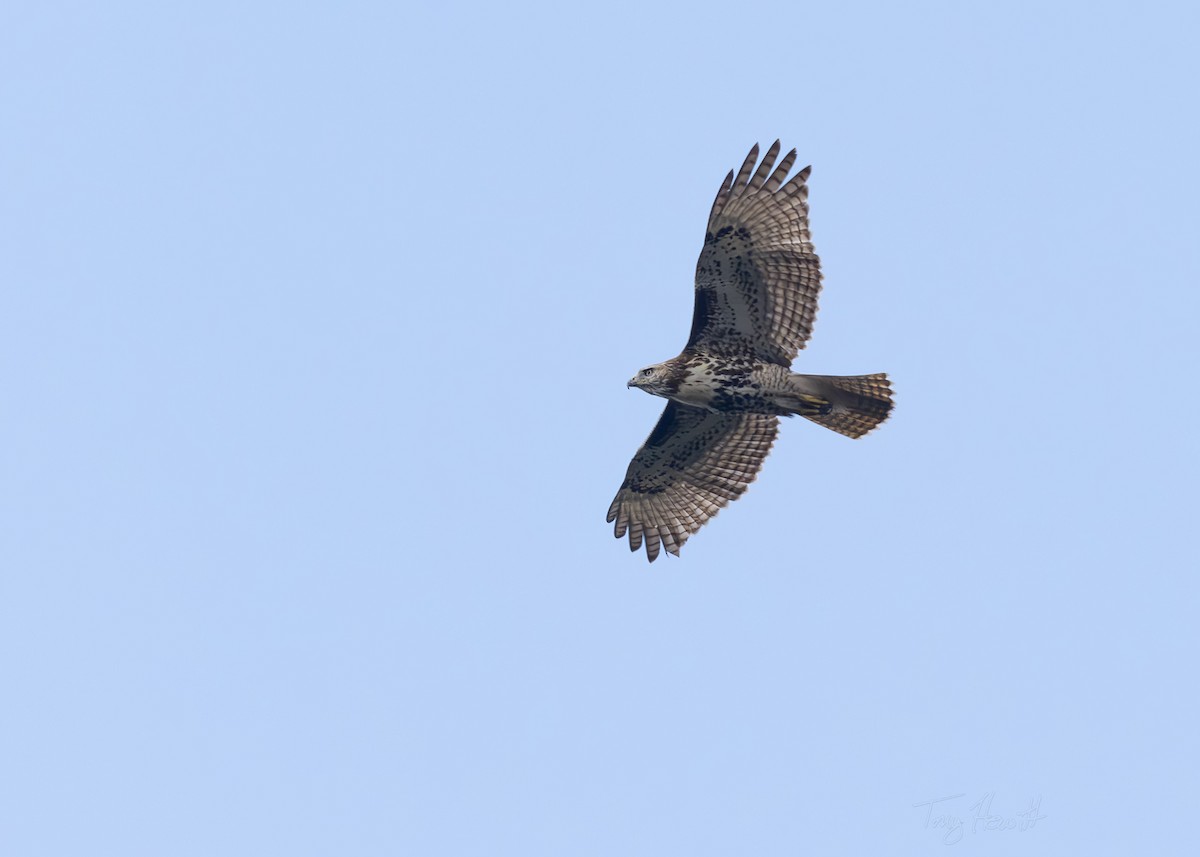 Red-tailed Hawk - ML624159239