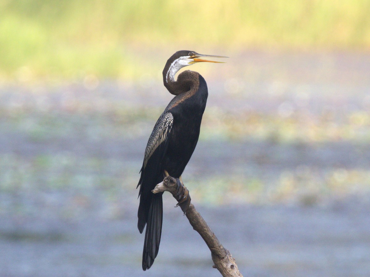 Oriental Darter - Menachem Goldstein