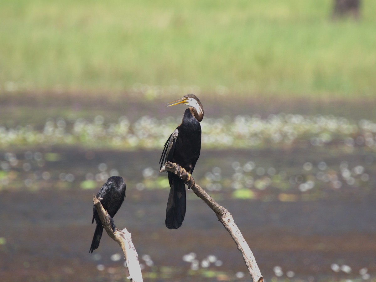 Oriental Darter - Menachem Goldstein