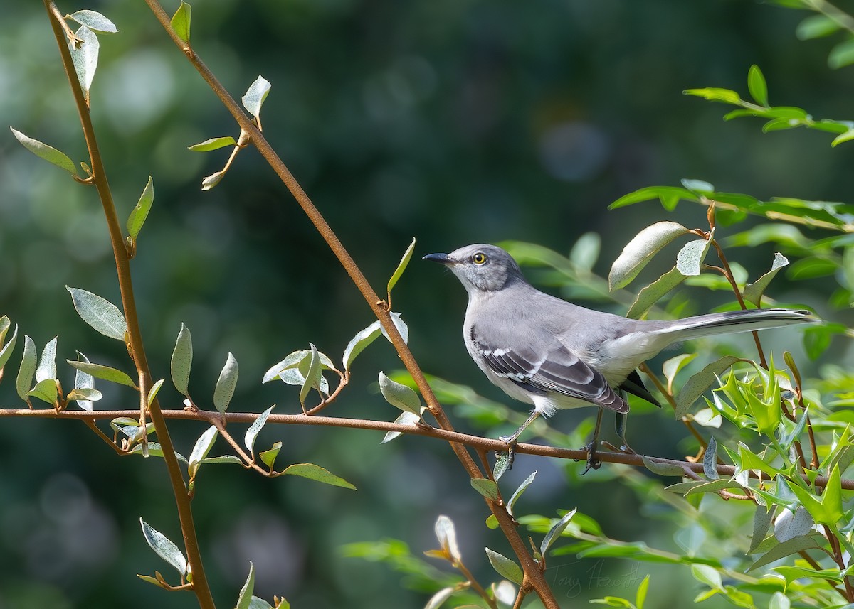 Northern Mockingbird - ML624159252