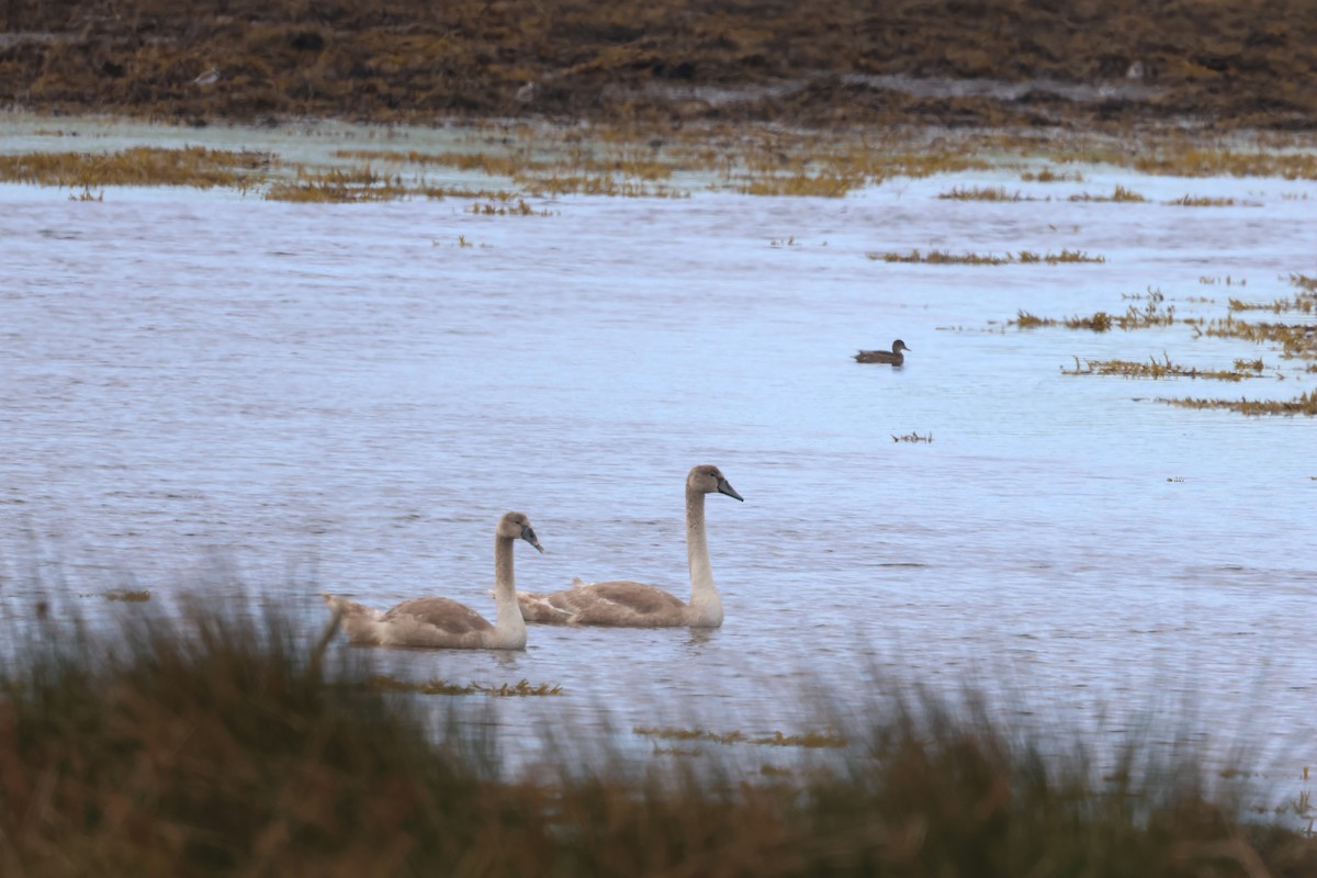 Mute Swan - ML624159253