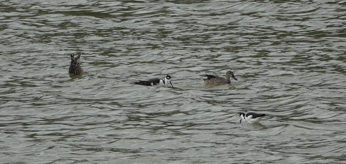 Black-necked Stilt - ML624159260