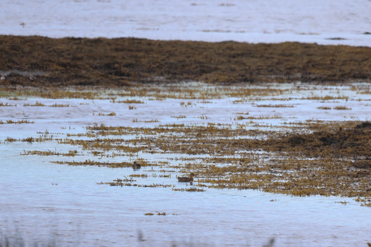 Green-winged Teal - ML624159265