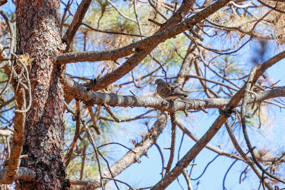 Tortora selvatica - ML624159276