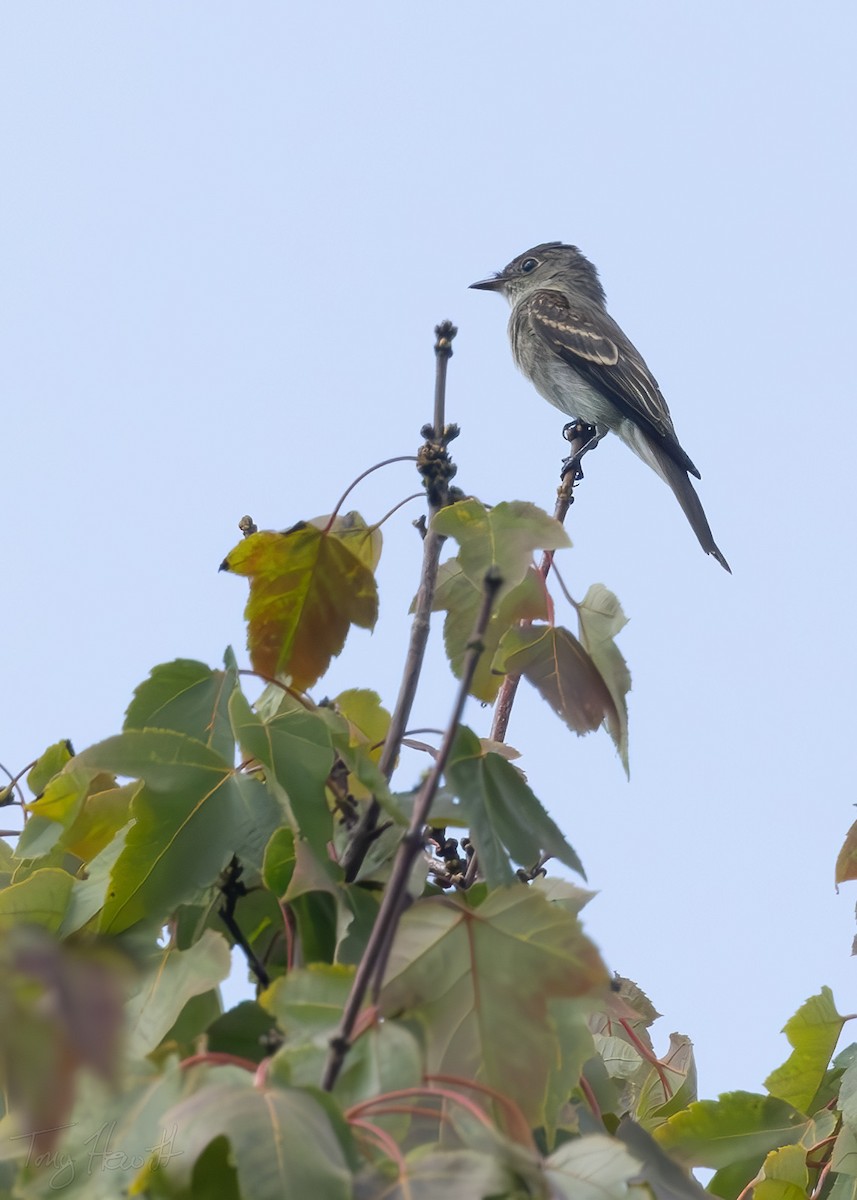 Eastern Wood-Pewee - ML624159282