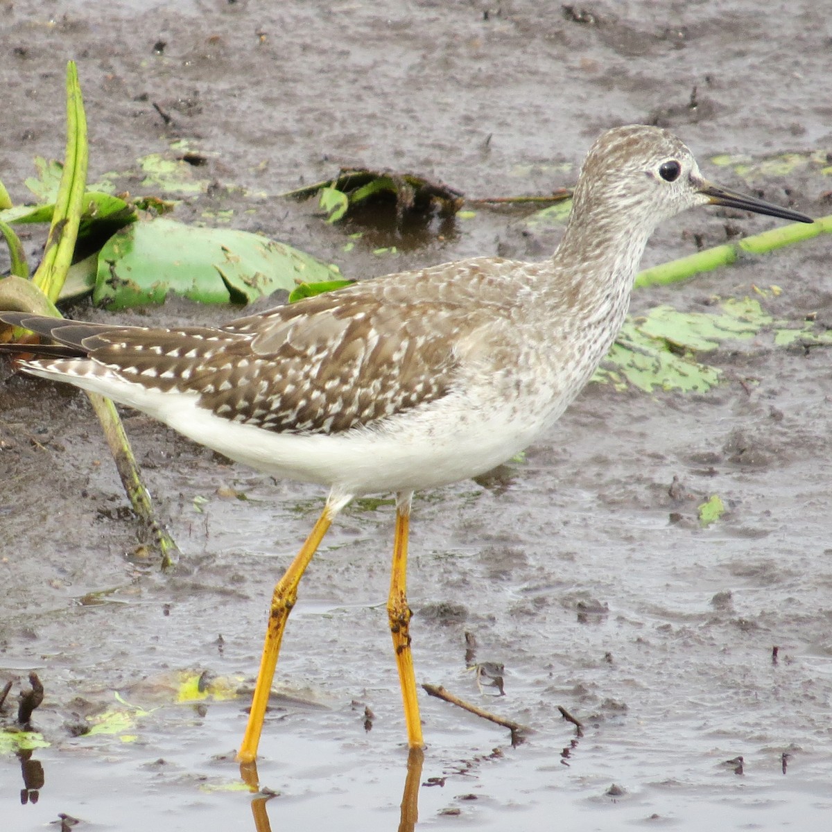 Lesser Yellowlegs - ML624159283