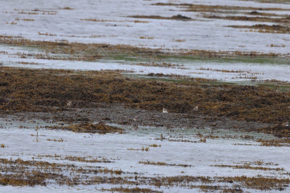 Common Ringed Plover - ML624159288