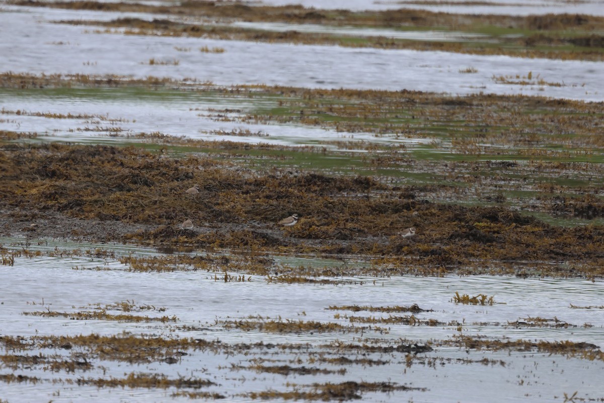 Common Ringed Plover - ML624159290