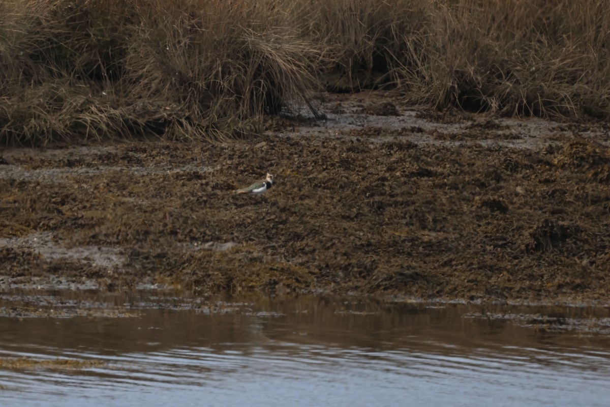 Northern Lapwing - ML624159301