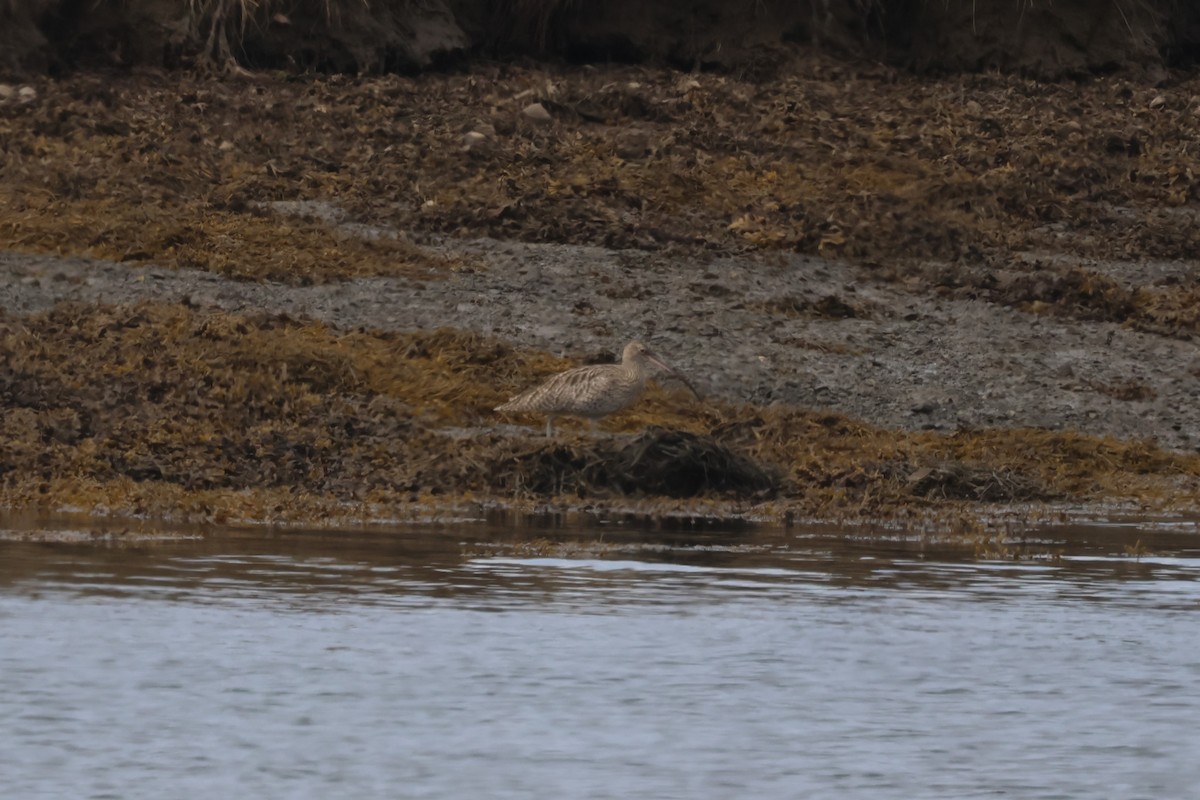 Eurasian Curlew - ML624159308