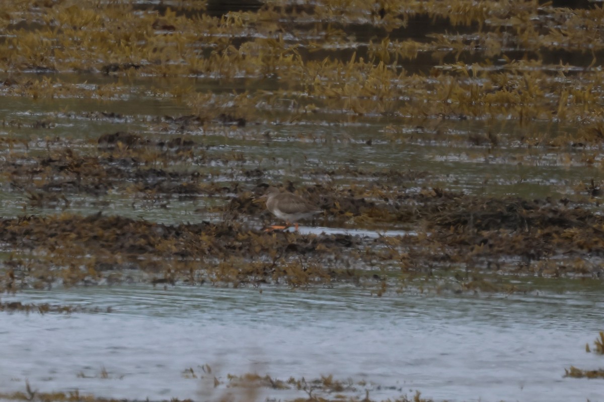 Common Redshank - ML624159314