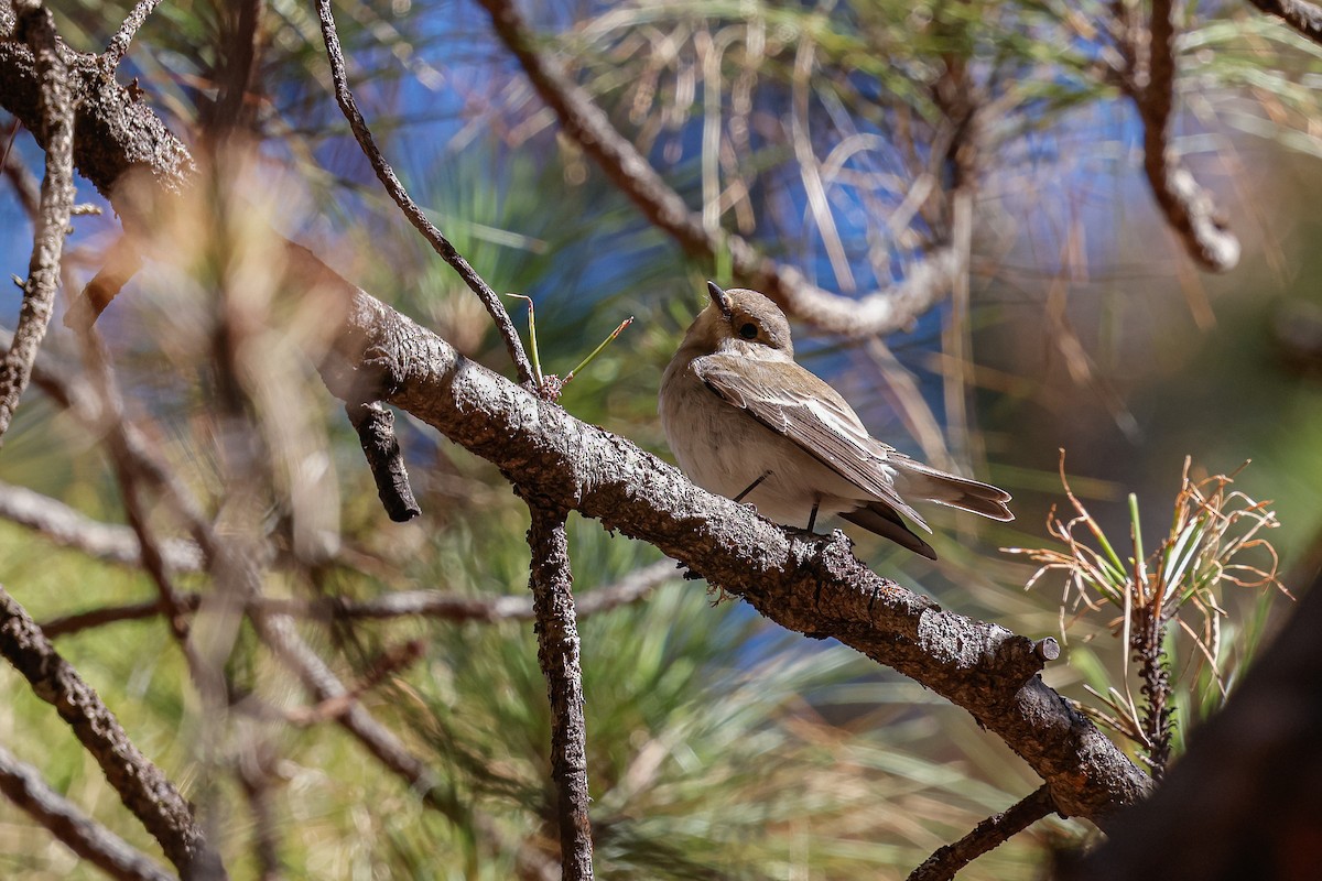 Balia nera - ML624159318