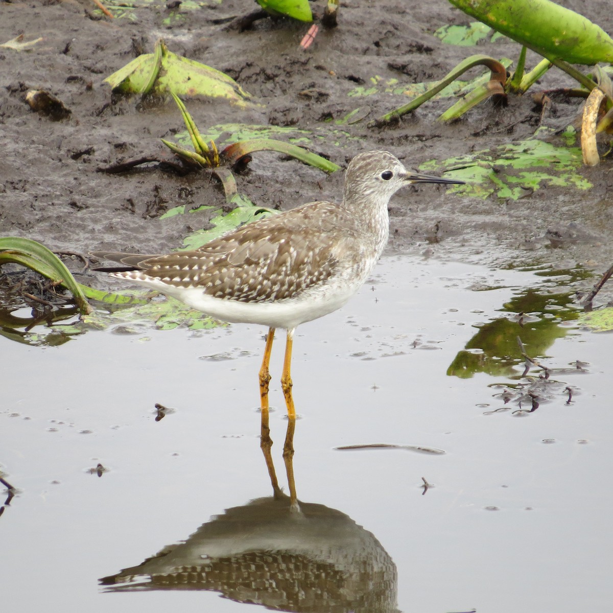 Lesser Yellowlegs - ML624159319