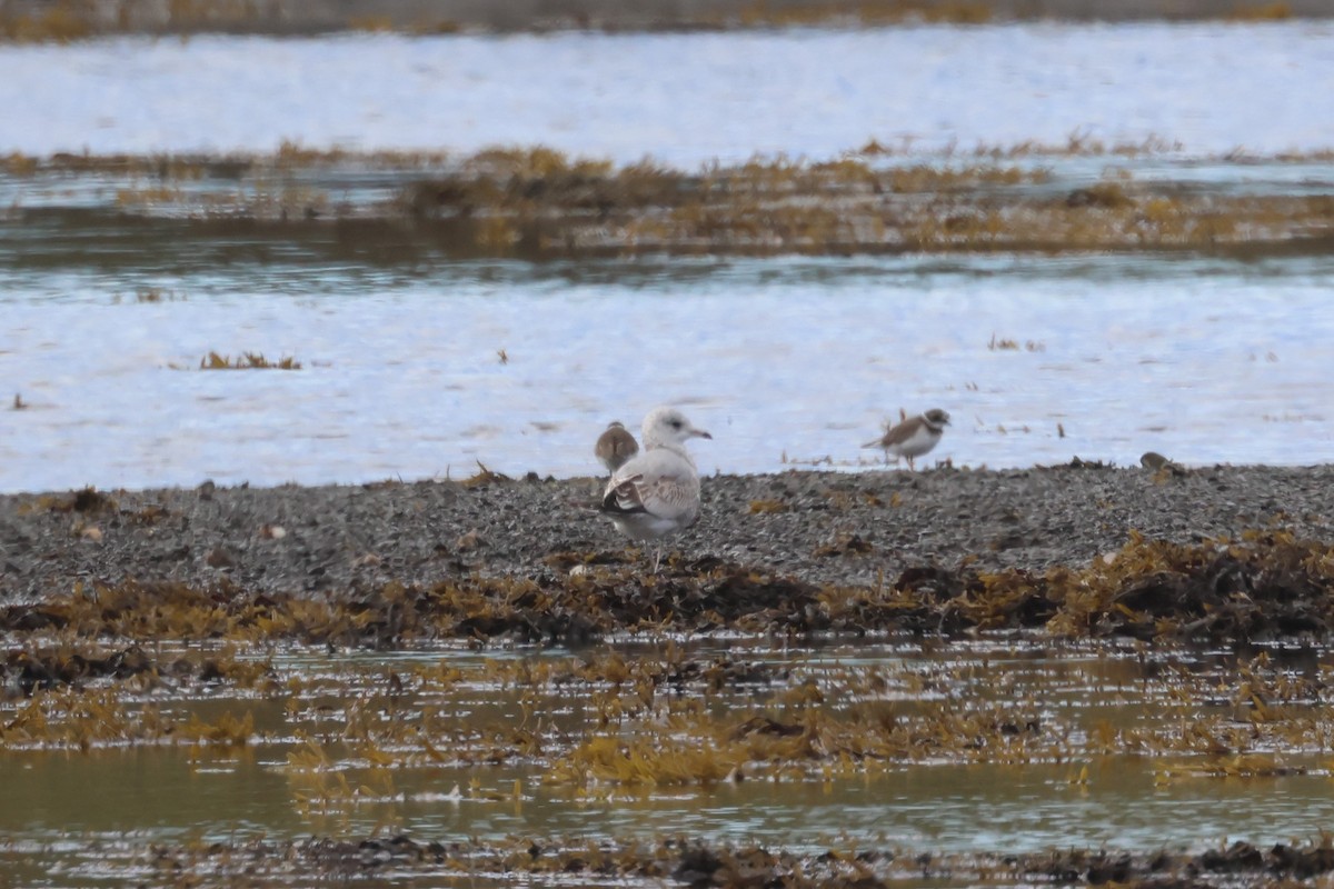 Common Gull - ML624159335