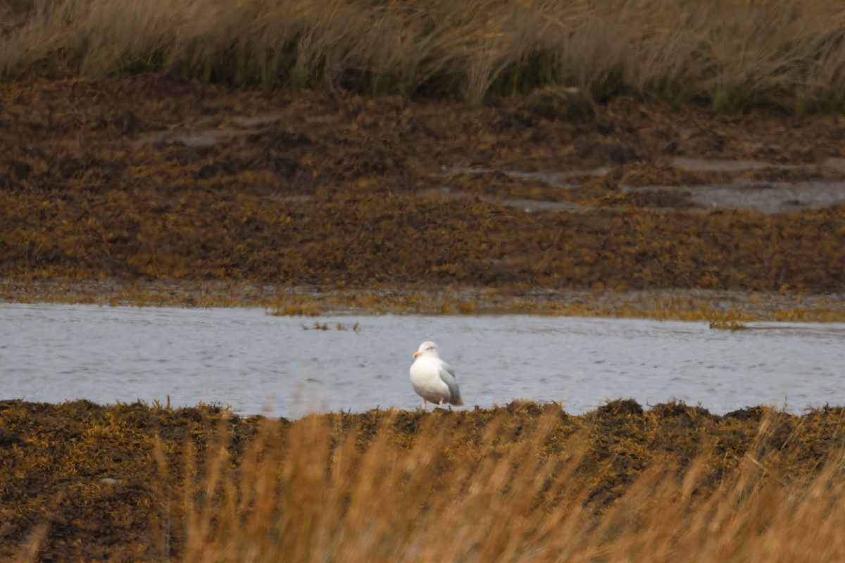 Herring Gull - ML624159347