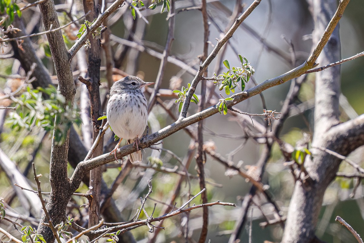 Berthelot's Pipit - ML624159348