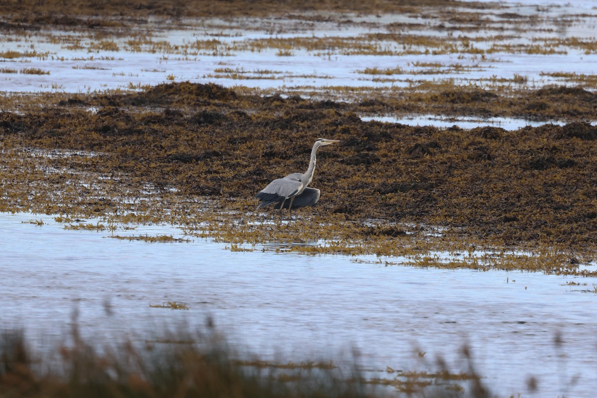 Gray Heron - ML624159358