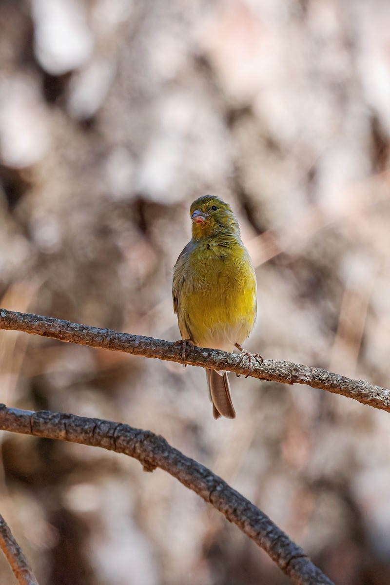 Canarino - ML624159363