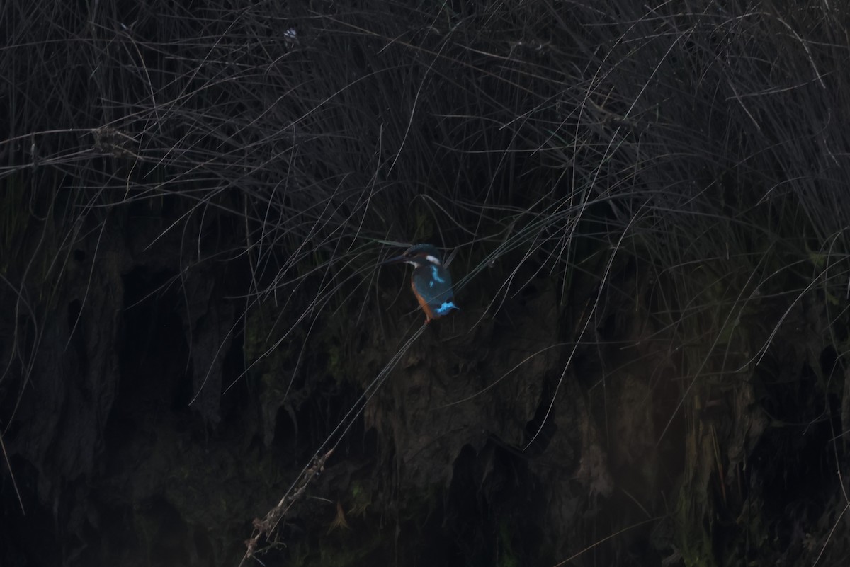 Common Kingfisher - ML624159364