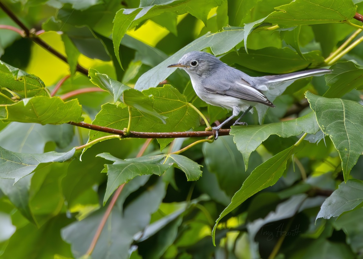 Blue-gray Gnatcatcher - ML624159383