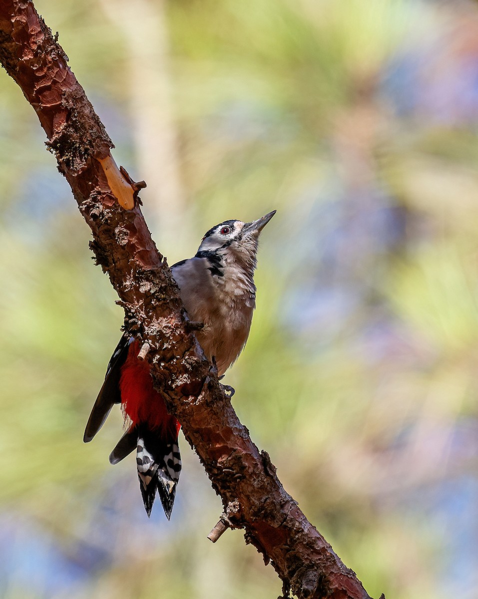 Picchio rosso maggiore - ML624159384