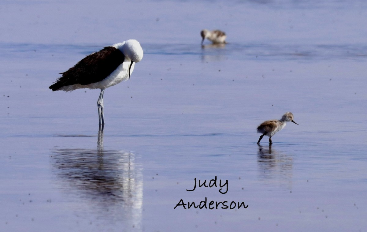 Andean Avocet - ML624159416