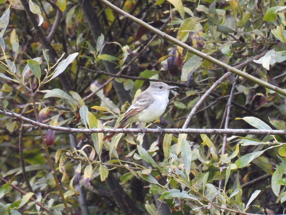 Ash-throated Flycatcher - ML624159424