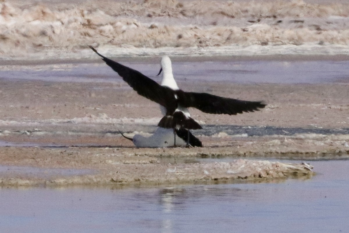 Andean Avocet - ML624159438