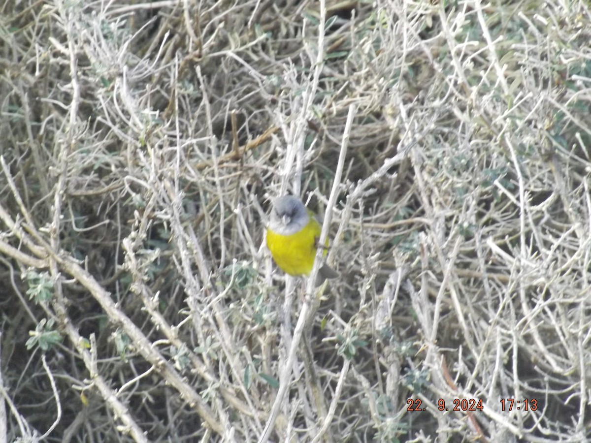 Patagonian Sierra Finch - ML624159448