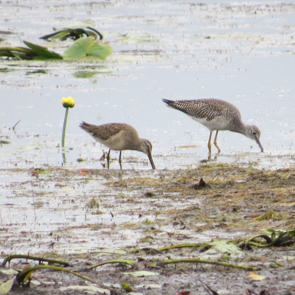 Long-billed Dowitcher - ML624159484