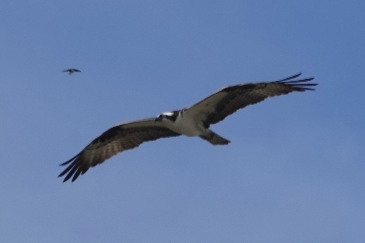 Águila Pescadora - ML624159510