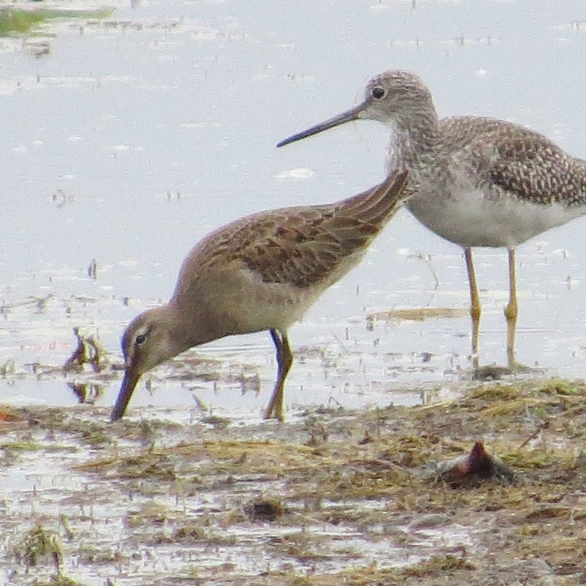 Long-billed Dowitcher - ML624159515