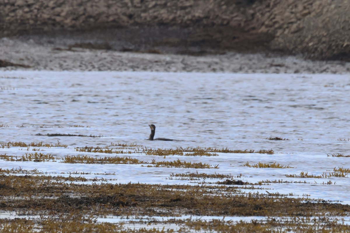 Great Cormorant - ML624159518