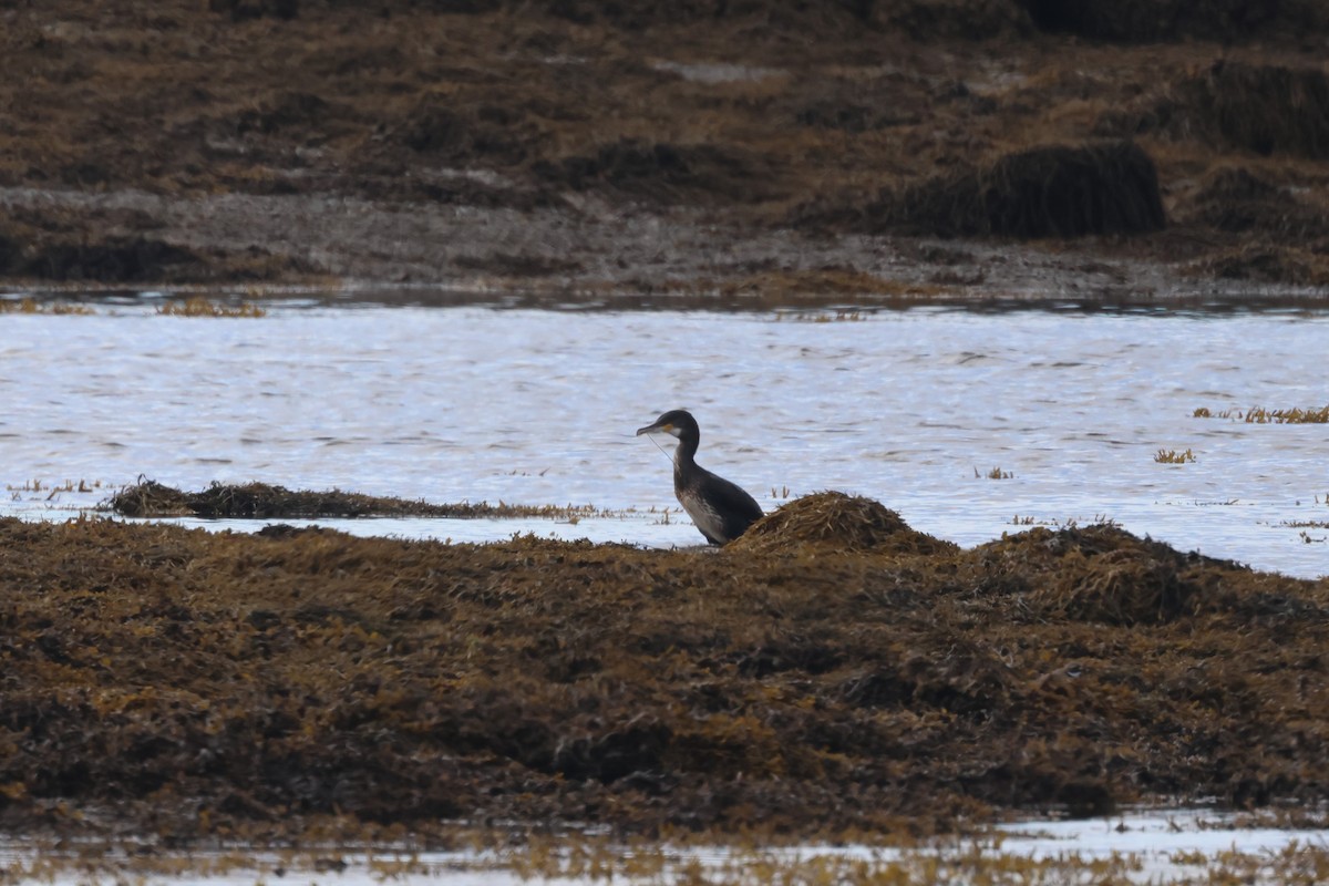 Great Cormorant - ML624159519