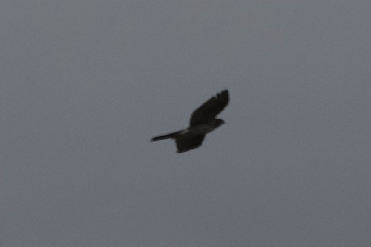 Cooper's Hawk - Dick Plambeck