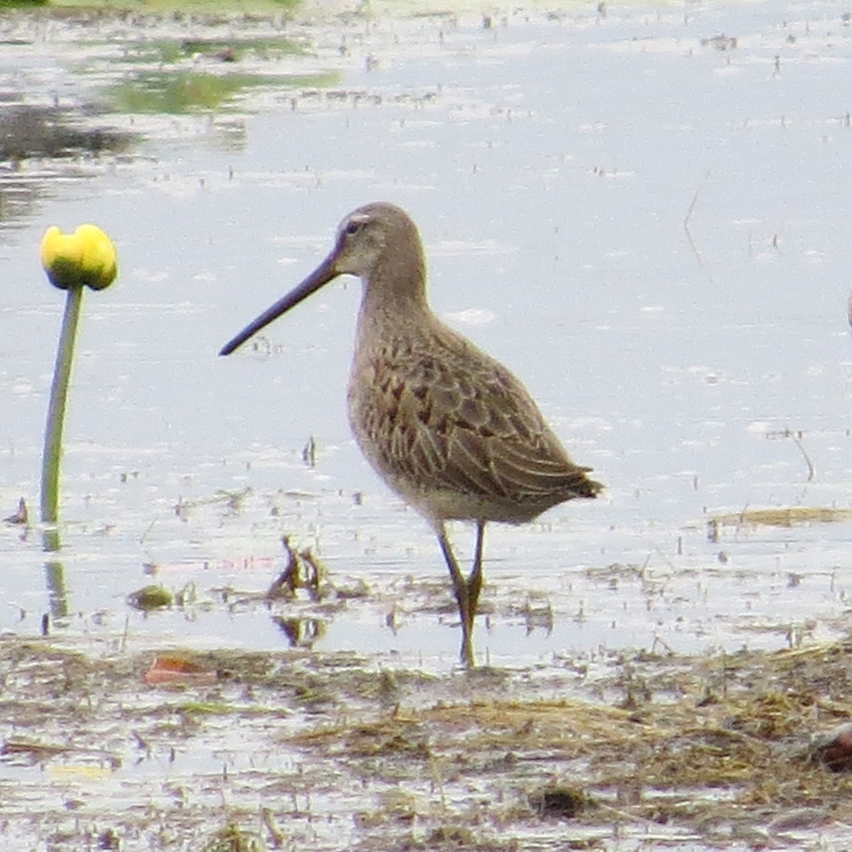 Long-billed Dowitcher - ML624159529