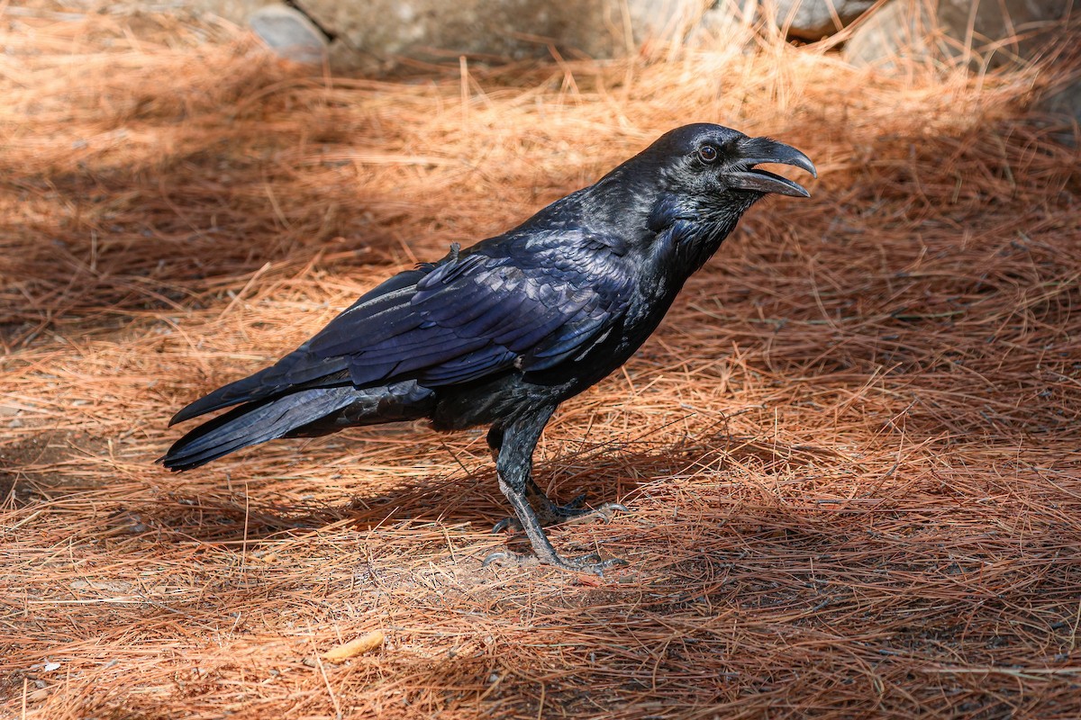 Corvo imperiale - ML624159546