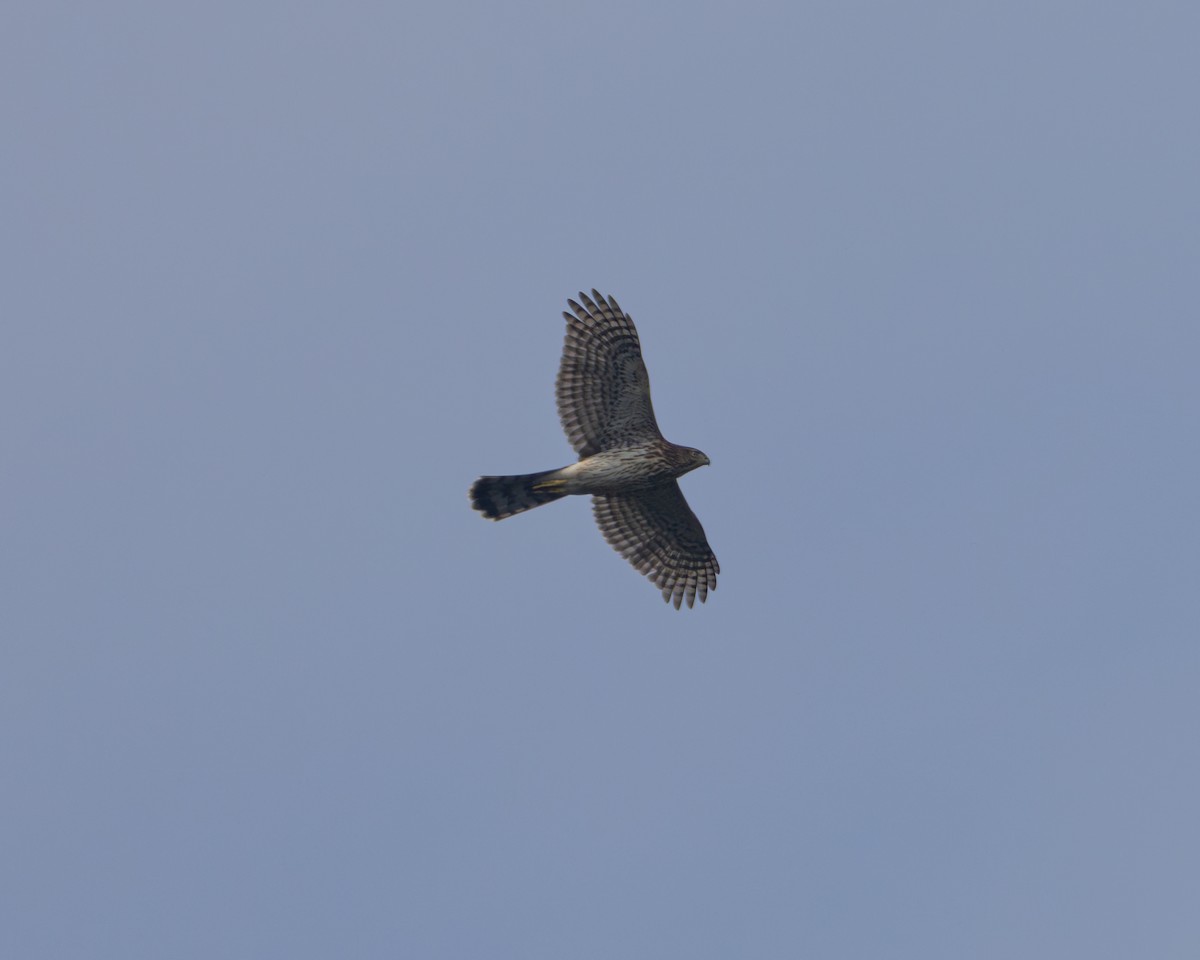 Cooper's Hawk - ML624159553