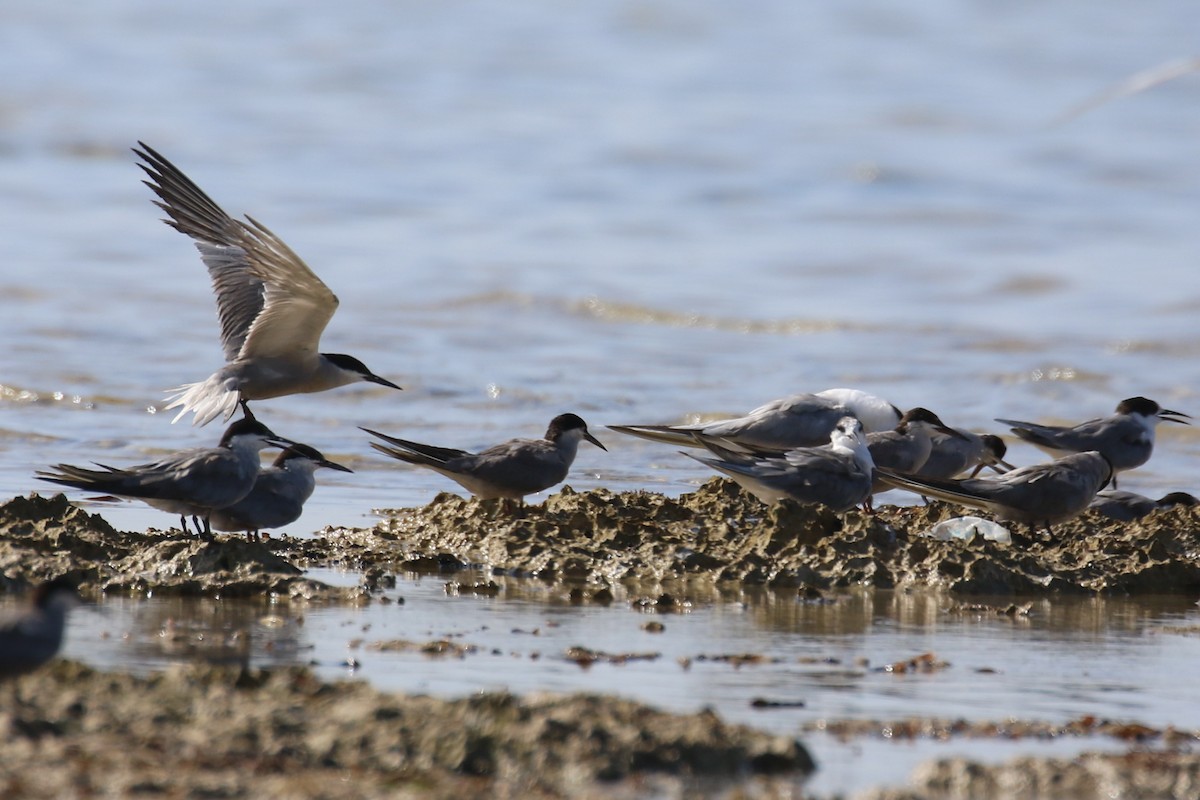 White-cheeked Tern - ML624159575